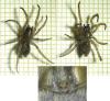 Haplodrassus umbratilis